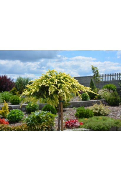 Ялівець звичайний Голдшатц в ландшафті